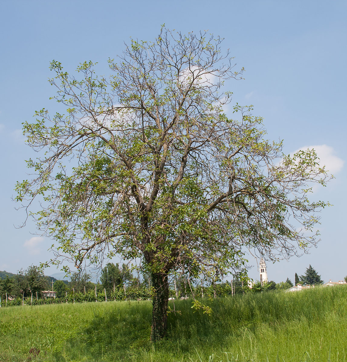 Pear wood floors and furniture Made in Italy CADORIN